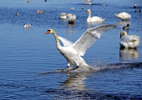 The swan lands on water