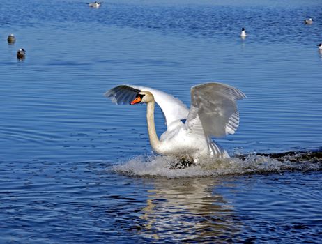 Paws of a swan have concerned waters