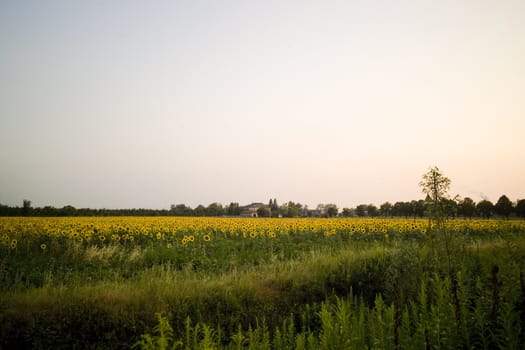 rural landscape