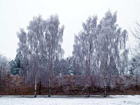 Trees covered with snow nature white christmas background image