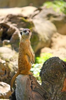 Meerkat watching over his family in zoo