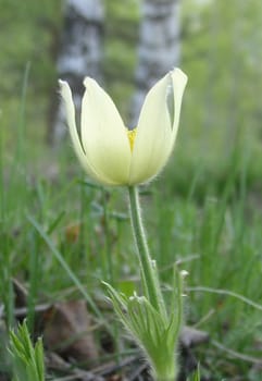 Snowdrop on a slope of the Ural mountain