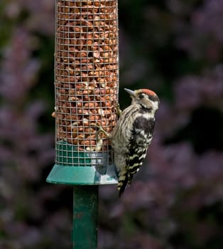 Lesser Spotted Woodpecker on feeder in garden in southern England in July