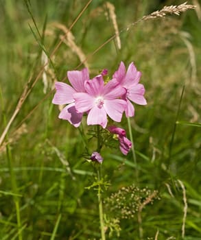 Musk Mallow wild flower. Used in herbal recipes.