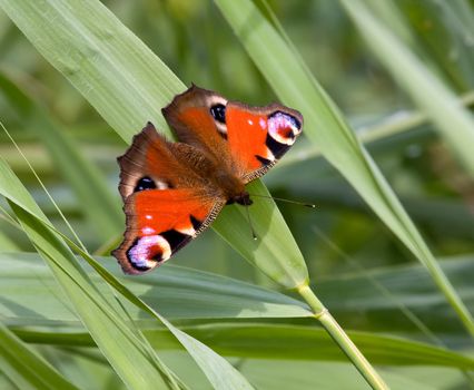 Peacock Butterfly on reeds at Hickling Broad, Norfolk.