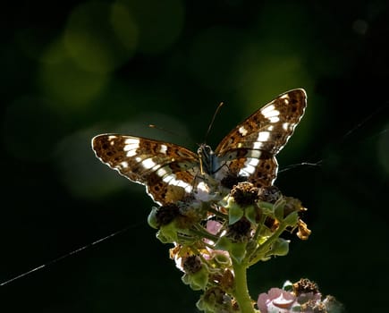 Whita Admiral on bramble by English woodland. Backlit by sun.