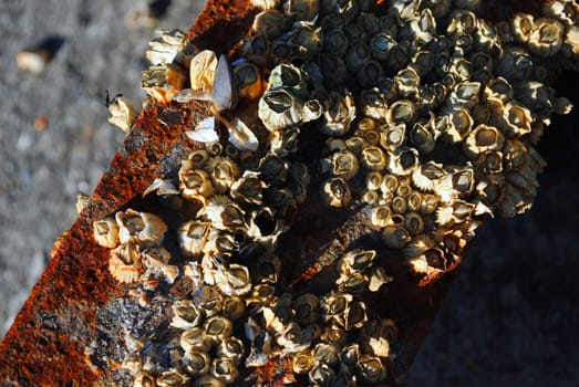 Balanidae on a rusty metal beam.