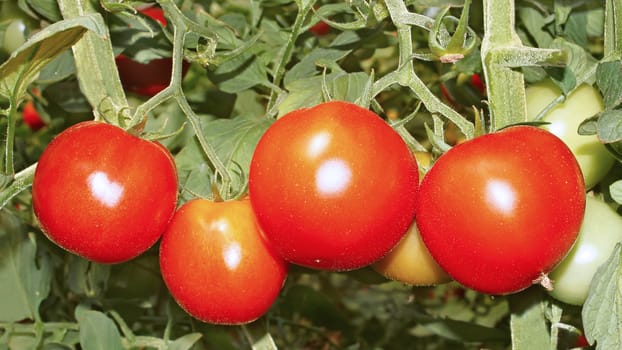 Red ripe tomatoes hanging on the bush