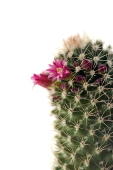 Blossoming cactus with pink flowers close up