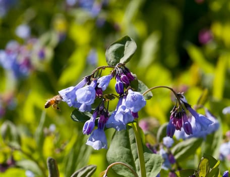 Fresh wild bluebells in a forest in the spring as the blooms start to blossom and a bee pollinates the flower