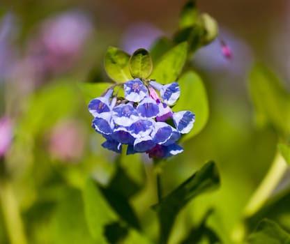 Fresh wild bluebells in a forest in the spring as the blooms start to blossom