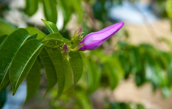 Purple flower on Grand Cayman island