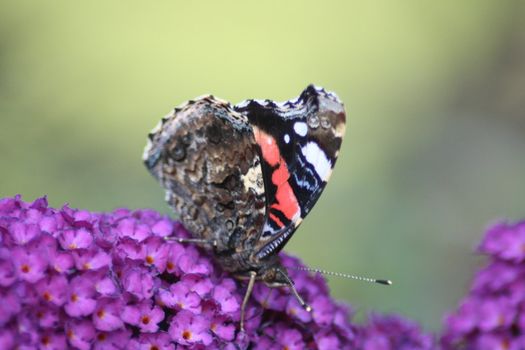 Diestelfalter ("Vanessa cardui")beim Nektar saugen	
Thistle butterfly (Vanessa cardui) suck the nectar