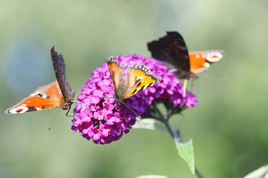 drei Schmetterlinge besuchen lila Blüte	
three butterflies visit purple flower