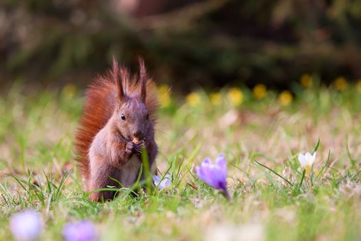 Squirrel amongst flowers in the grass