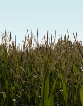 View of a field of golden wheat 