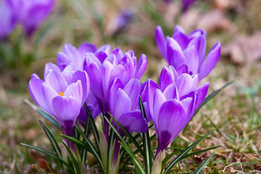 Bunch of violet crocuses in the grass
