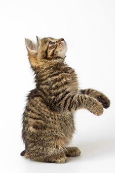 Jumping kitten isolated on white