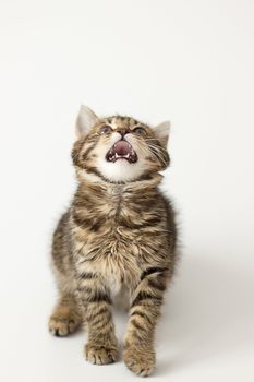 Little kitten kuril bobtail isolated on white 