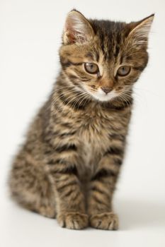 Little kitten kuril bobtail isolated on white