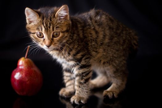 Little kitten kuril bobtail and red pear isolated on black