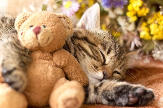 Kitten and teddy bear