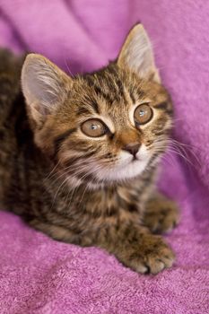 Little kitten kuril bobtail  on violet