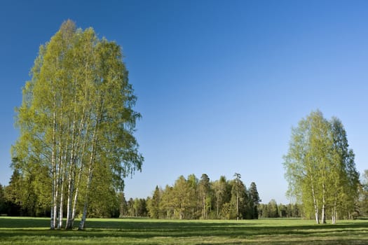Landscape with groups of birches near the forest