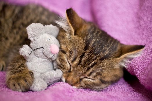 little sleeping cat kuril bobtail