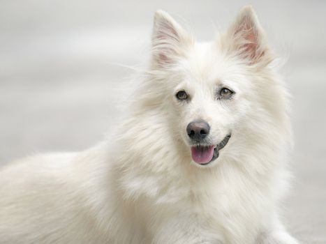 seated west highland white terrier