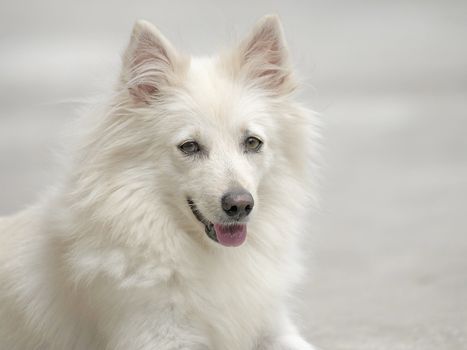 portrait of west highland white terrier