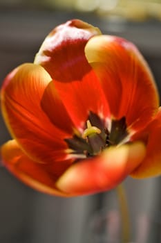 Red tulip with pistil and stamens close up