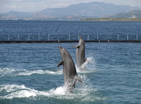 twin dolphin show in subic city, philippines