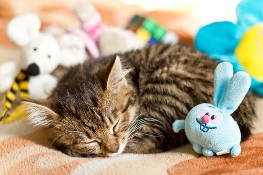 Little sleeping cat kuril bobtail with toys