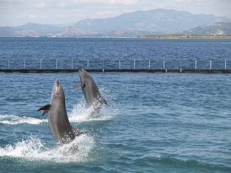 twin dolphin show in subic city, philippines