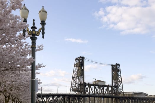 Cherry Blossom Trees Lamp Post And Steel Bridge Portland Oregon