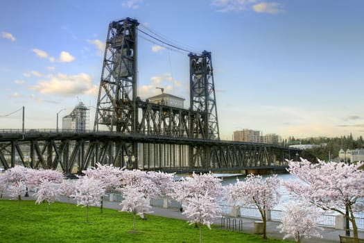 Steel Bridge and Cherry Blossom Trees Portland Oregon in Spring