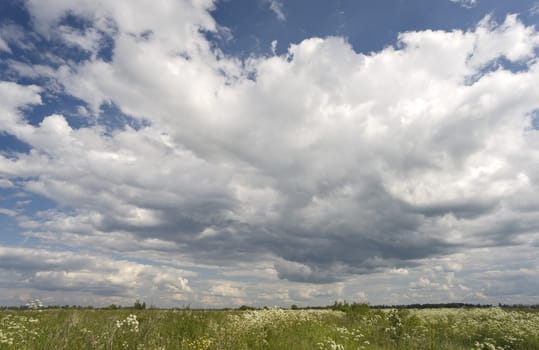 Field of feral flowers and picturesque blue sky with white clouds 