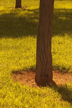 Two trees in park by sundown