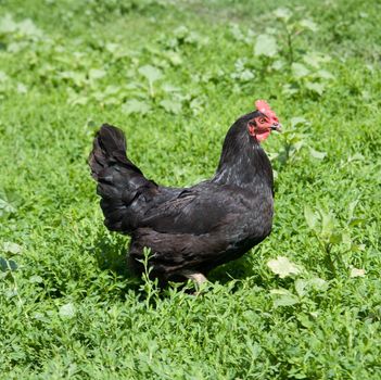 Black hen on green grass