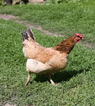 Brown hen on green grass