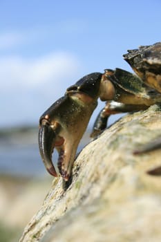 Detailed close up image of a crabs claw sitting atop a coastal rock. Location, Christchurch Beach in Dorset, England.