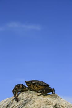 A crab sitting atop a rock. Location, Christchurch, Dorset England. Plenty of space above image for text etc.