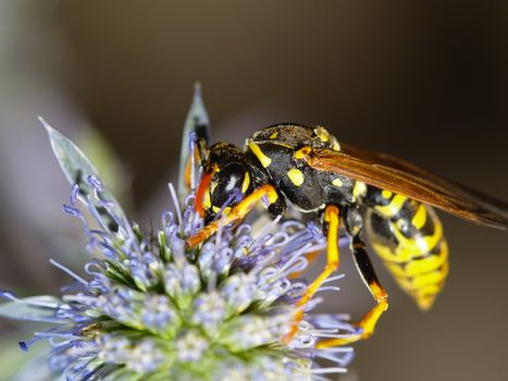 german wasp on a thistles blossom