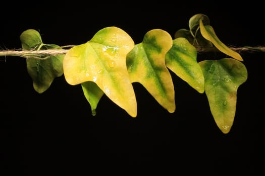 ivy leaves photographed against a black background 