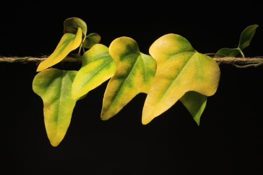 Ivy leaves isolated in black a background