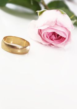 A Pink rose with green foliage set on a white background with a gold wedding ring set to the left of image. Portrait format with room for copy etc.