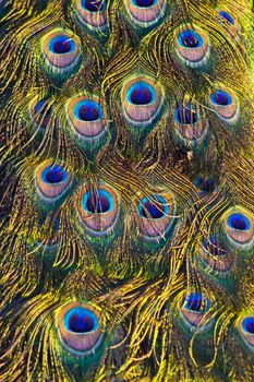 The colourful patern on  the peacock's feather