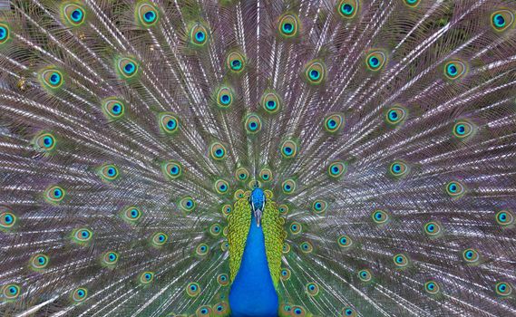 Peacock showing his majestic tail during the mating season.