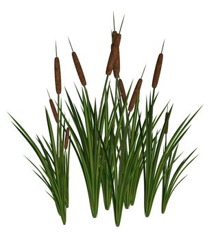 Green and Brown Cattails on a white background